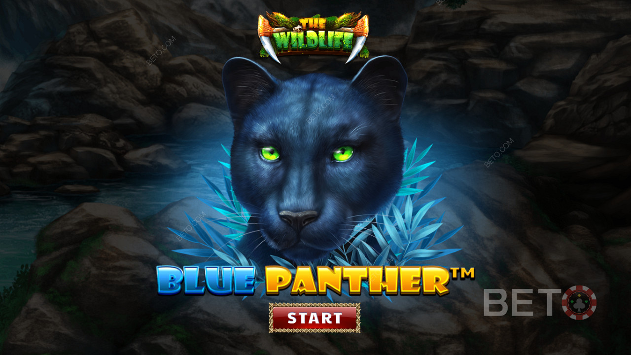 Vaella viidakossa Blue Panther -kolikkopelin yöllisten petojen keskellä.